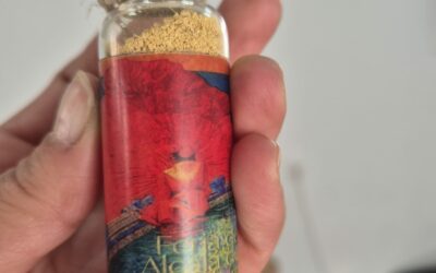 «Pasión por el Albero» nuevo proyecto de Decoalbero